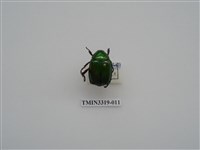 藏品(台灣青銅金龜)的圖片